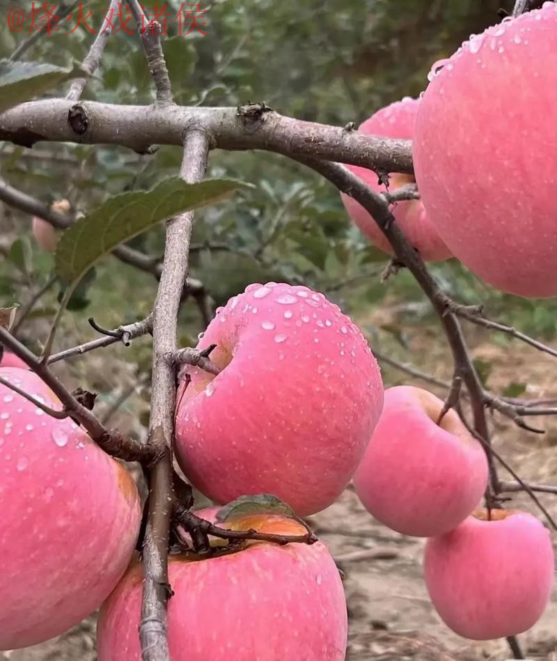 世界杯外围苹果